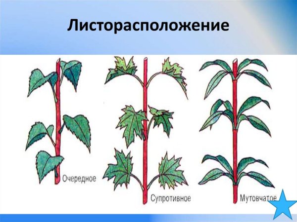 Лапчатка гусиная жилкование листа