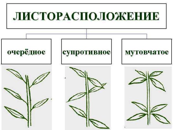 Листорасположение листьев очередное супротивное мутовчатое
