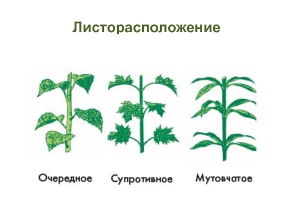 Типы листорасположение листа