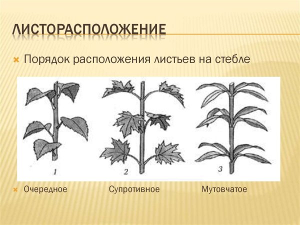 Зеленчук Тип листорасположения