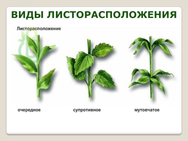 Очередное супротивное мутовчатое листорасположение