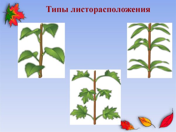 Очередное супротивное мутовчатое листорасположение