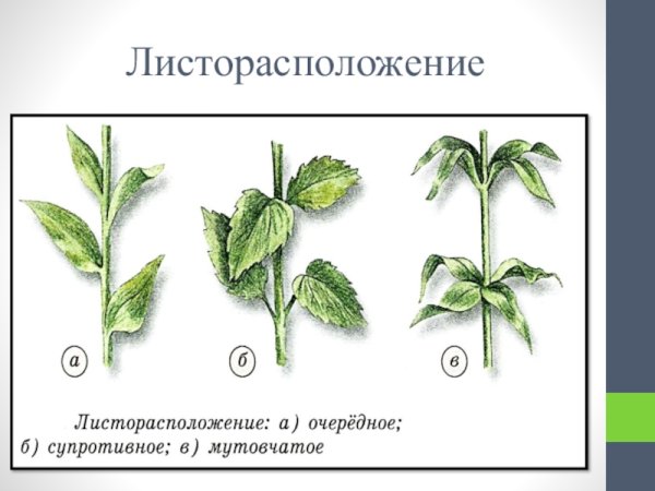 Очередное супротивное мутовчатое листорасположение