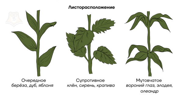 Олеандр мутовчатое листорасположение