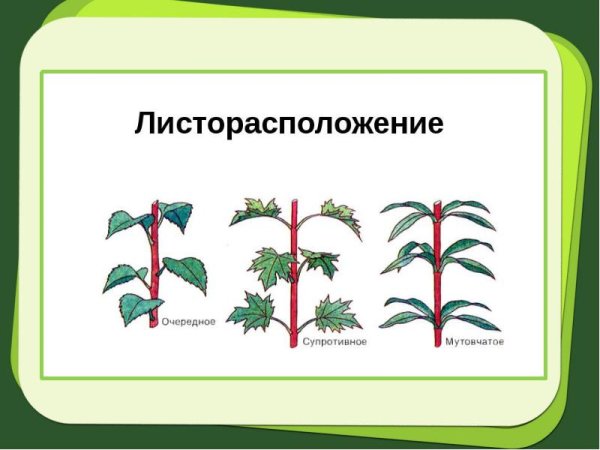 Очередное супротивное мутовчатое