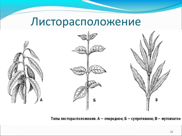 Листорасположение томата