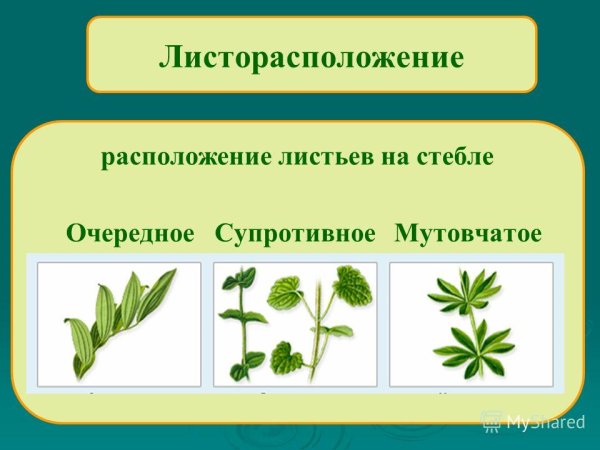 Листорасположение побега