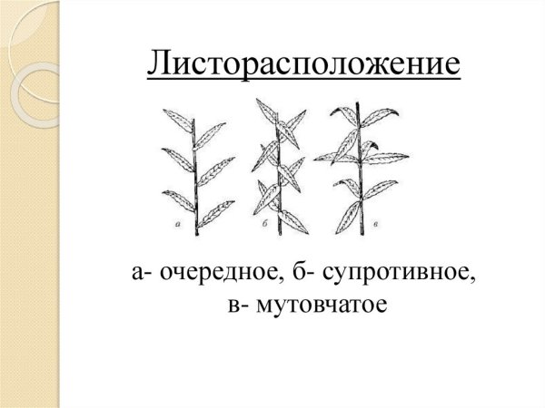 Типы листорасположения на побегах