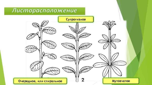 Очередное супротивное мутовчатое листорасположение