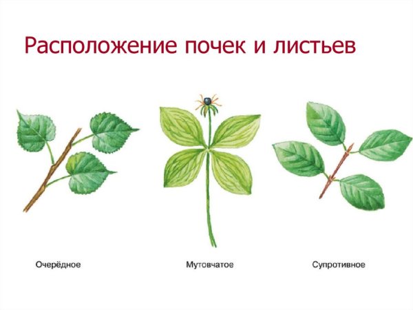 Очередное супротивное мутовчатое листорасположение