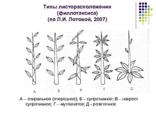 Мутовчатый Тип листорасположения