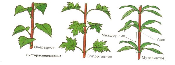 Типы листорасположения у растений