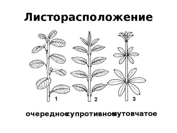 Листорасположение листьев Вороний глаз