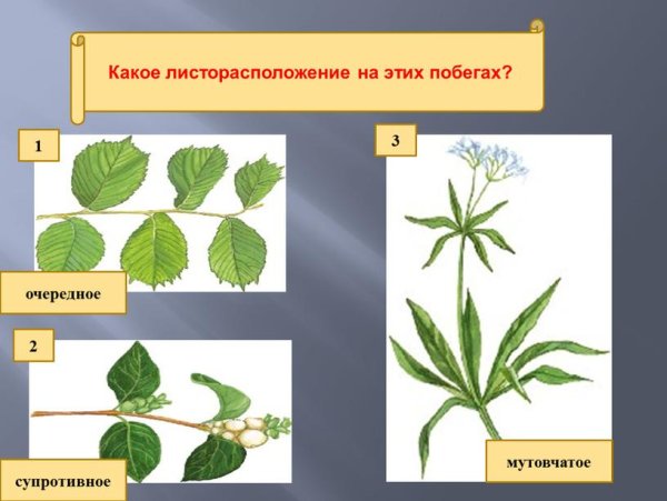 Розеточное листорасположение манжетка