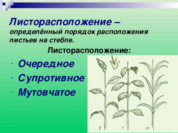 Очередное супротивное мутовчатое листорасположение