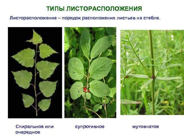 Листорасположение крестоцветных