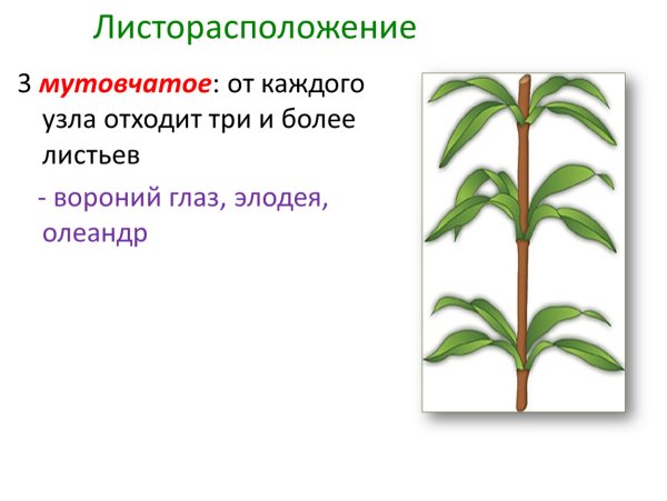 Мутовчатое строение почек