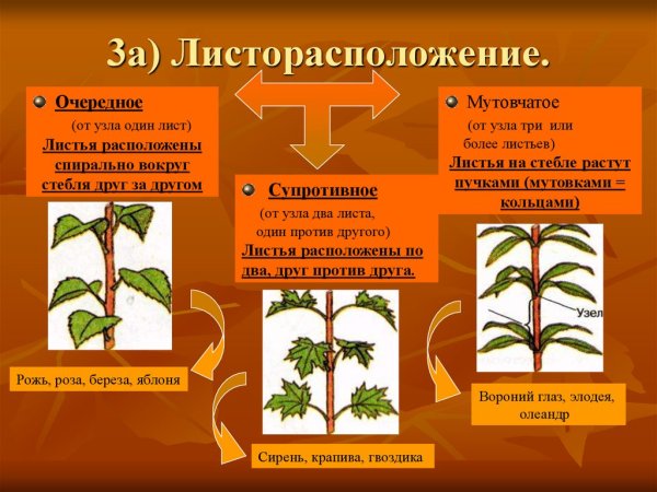 Манжетка листорасположение. Манжетка листорасположение