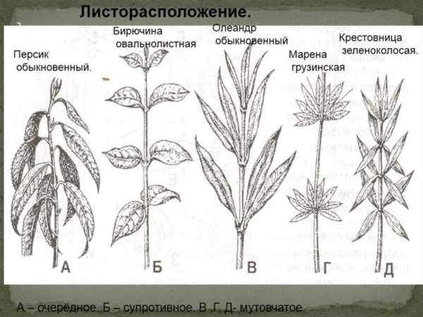 Очередное супротивное мутовчатое листорасположение