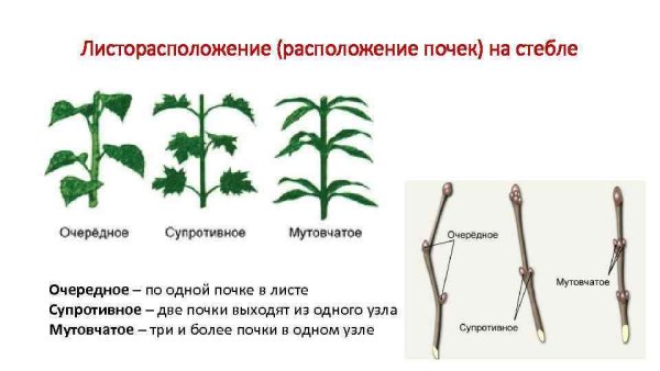 Двурядное листорасположение