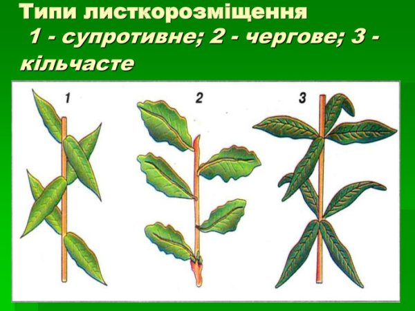 Листорасположение лилейных растений