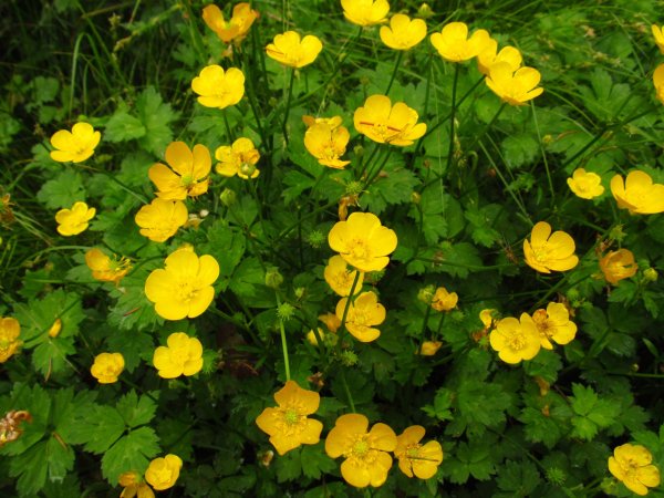Лютик ползучий Ranunculus repens