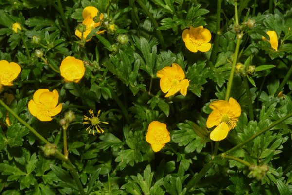 Лютик ползучий Ranunculus repens