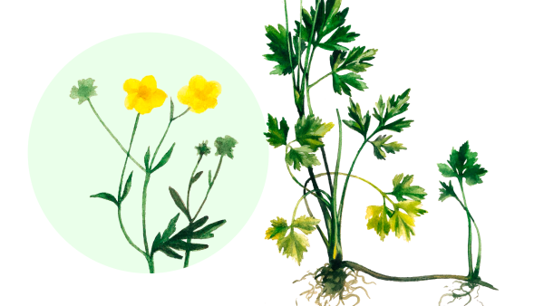 Лютик ползучий Ranunculus repens