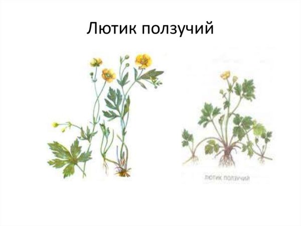 Цветок "Лютик ползучий"