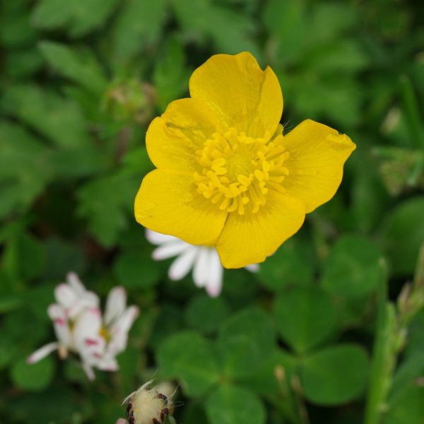 Лютик ползучий Ranunculus repens