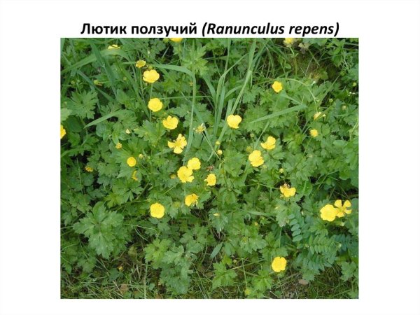 Цветок "Лютик ползучий"