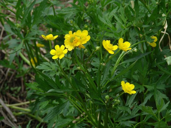Лютик ползучий Ranunculus repens