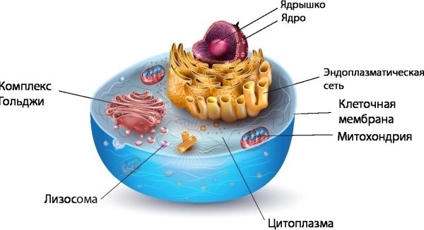 Строение клетки человека органоиды