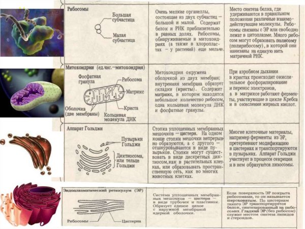 Структуры эукариотической клетки органеллы