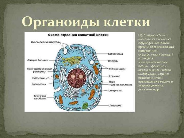 Мембранная структура органоидов клетки