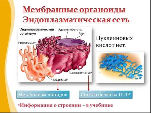 Двумембранные и одномембранные органоиды клетки
