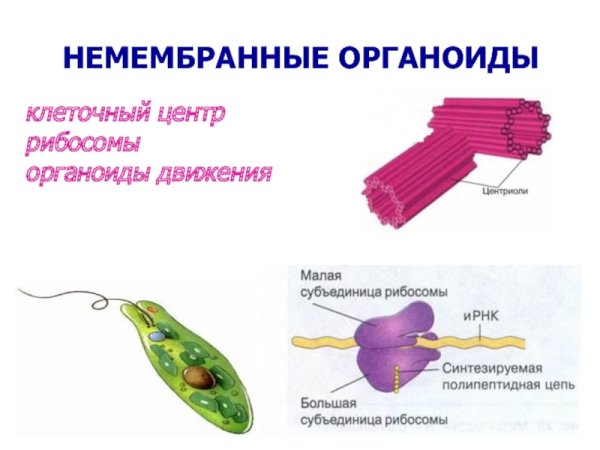 Строение органоидов клетки мембраны и цитоплазмы