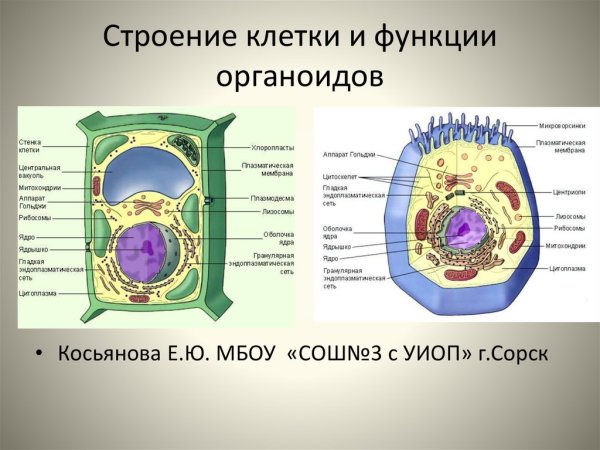 Строение клетки мембрана цитоплазма органоиды ядро