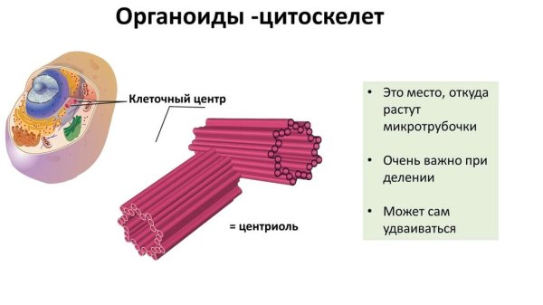 Одно месебранные опганоиды