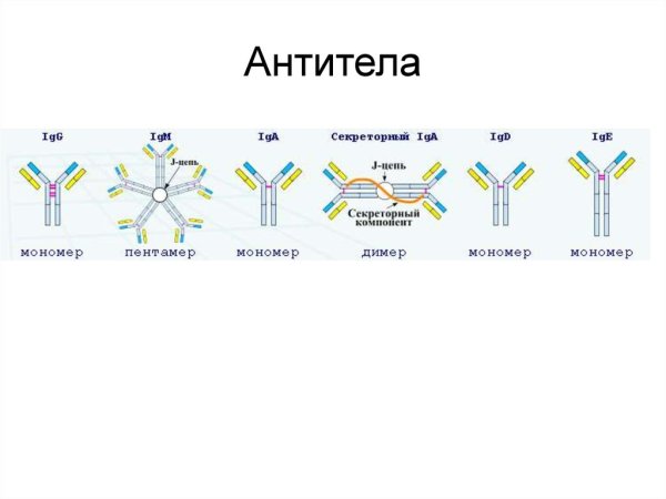 Строение иммуноглобулинов иммунология