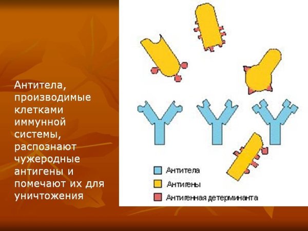 Как выглядят антитела