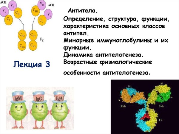 Антитела рисунок