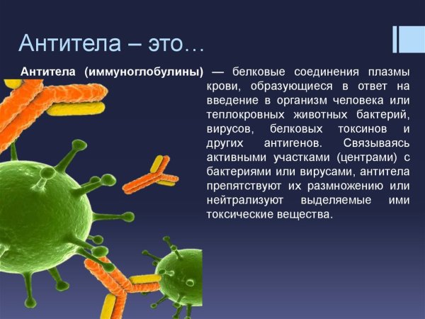 Как выглядят антитела