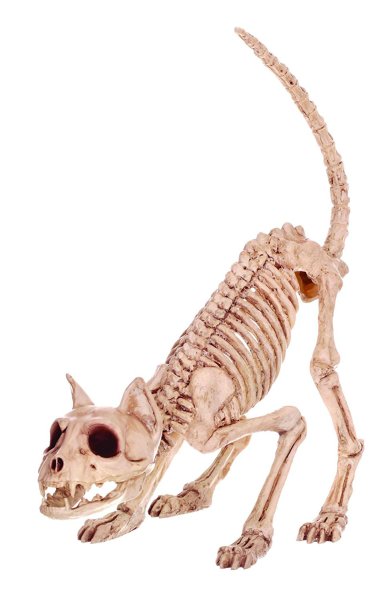 Кошачий скелет картинки (50 фото)
