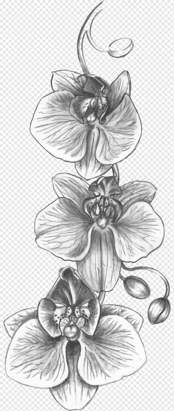 Орхидея графика картинки (45 фото)