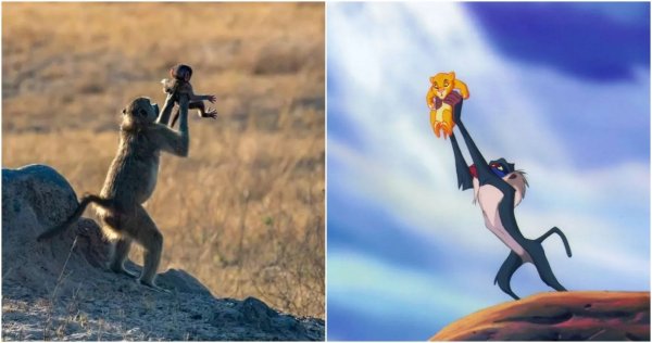 Король Лев Симба и Рафики