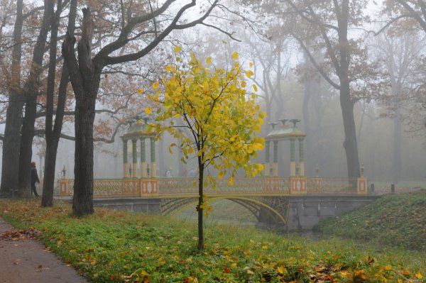 Царское село парк осенью
