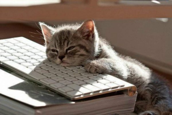 Котенок на клавиатуре