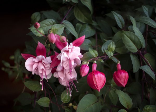Фуксия Fuchsia