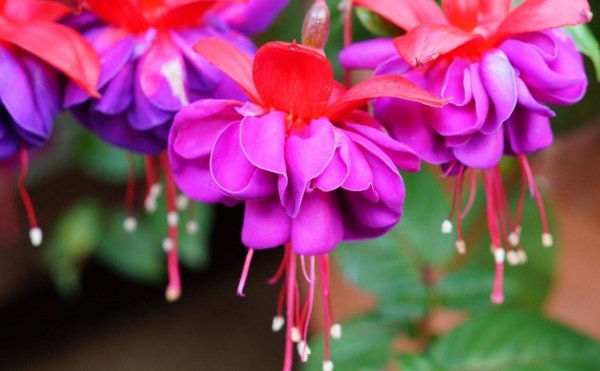 Фуксия Fuchsia